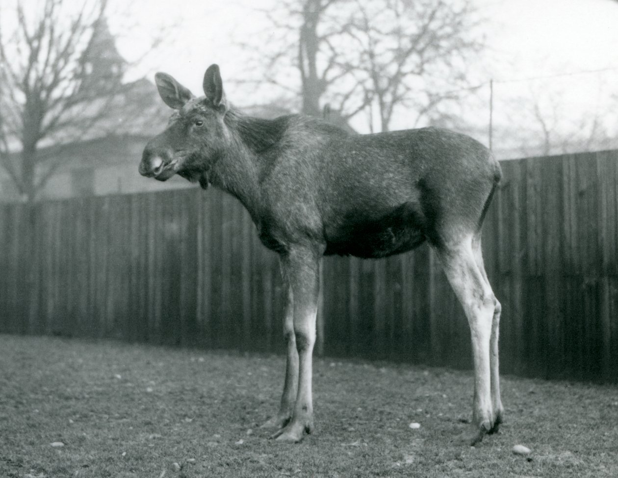 Yakın zamanda dökülen boynuzlarının yaraları olan bir boğa ElkMoose, Ocak 1926