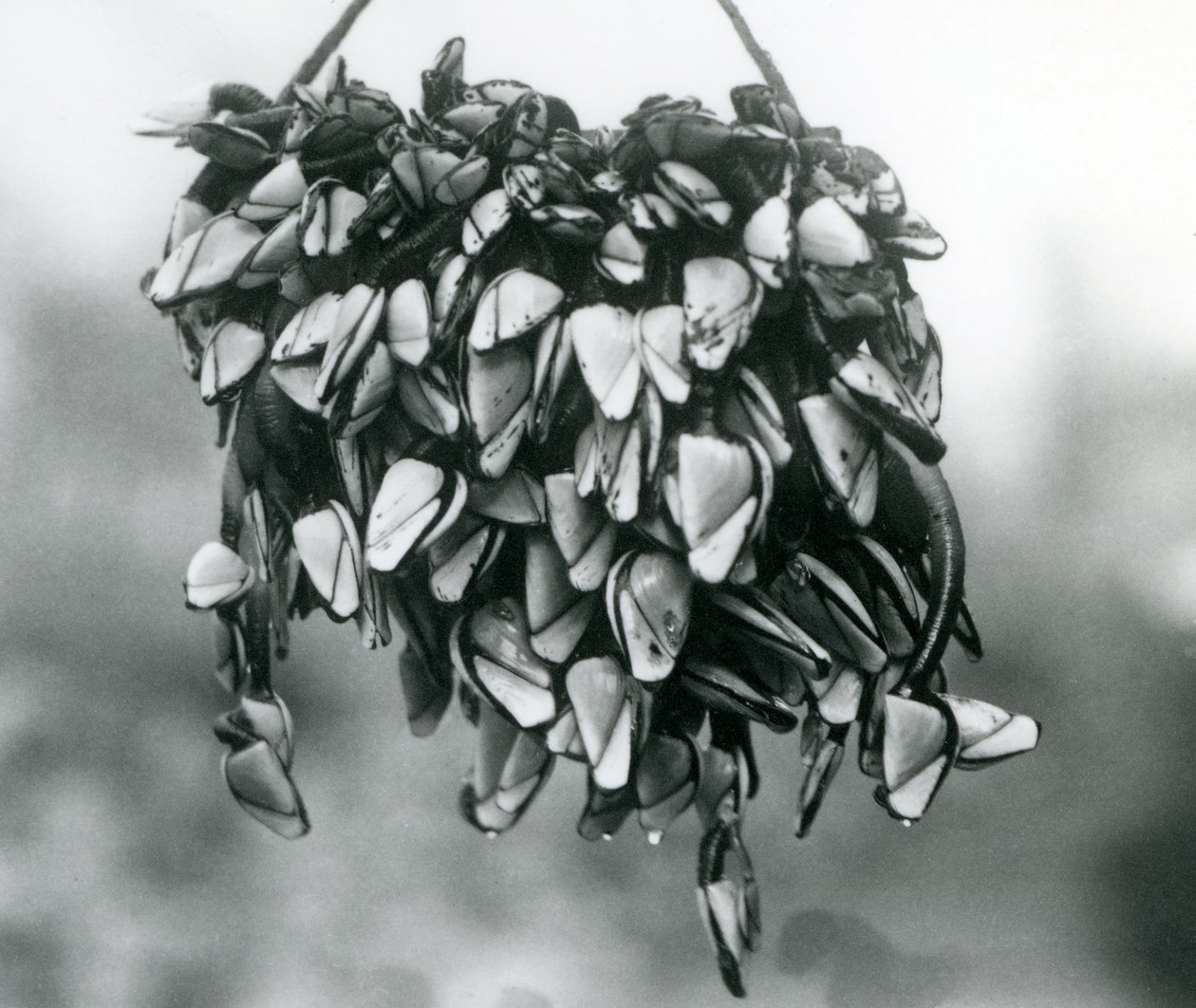 Pelagic Gooseneck Smooth Gooseneck Barnacles yığını bir ip üzerinde sudan asılı, Londra Hayvanat Bahçesi, Mart 1925 by Frederick William Bond