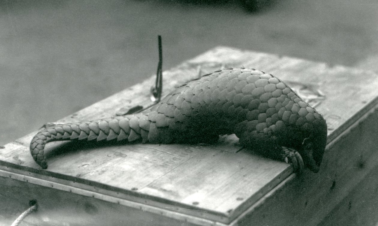 Üzerinde oturduğu tahta sandığın kenarından aşağı bakan, kritik derecede nesli tükenmekte olan bir Çin Pangolini, Londra Hayvanat Bahçesi, Temmuz 1925 by Frederick William Bond