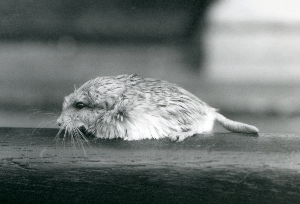 Şişman kuyruklu / duprasi gerbil, Londra Hayvanat Bahçesi, Temmuz 1925 (s/b fotoğraf) by Frederick William Bond