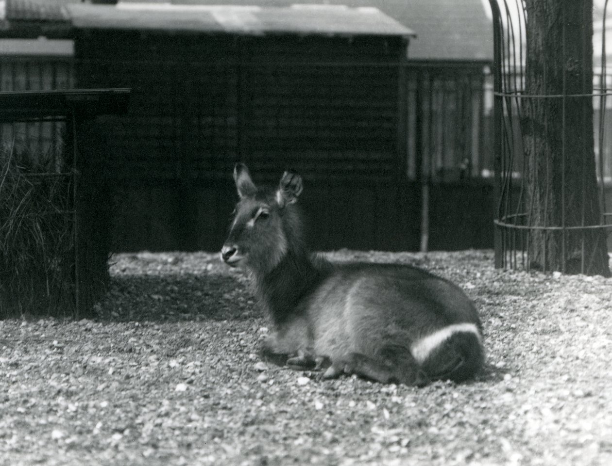 Bir dişi Waterbuck, Kobus ellipsprymnus, Londra Hayvanat Bahçesi