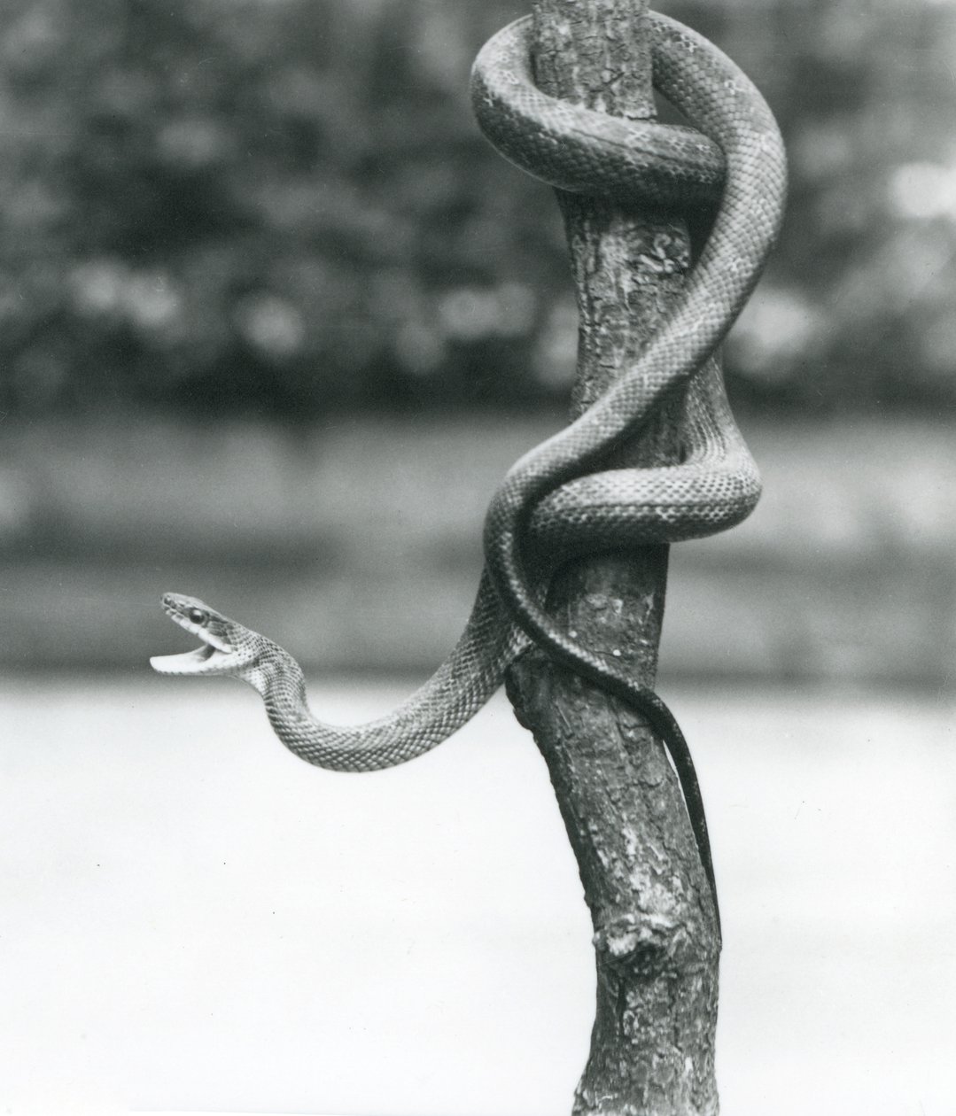 Ağzı açık bir Texas Rat Snake, Ağustos 1928