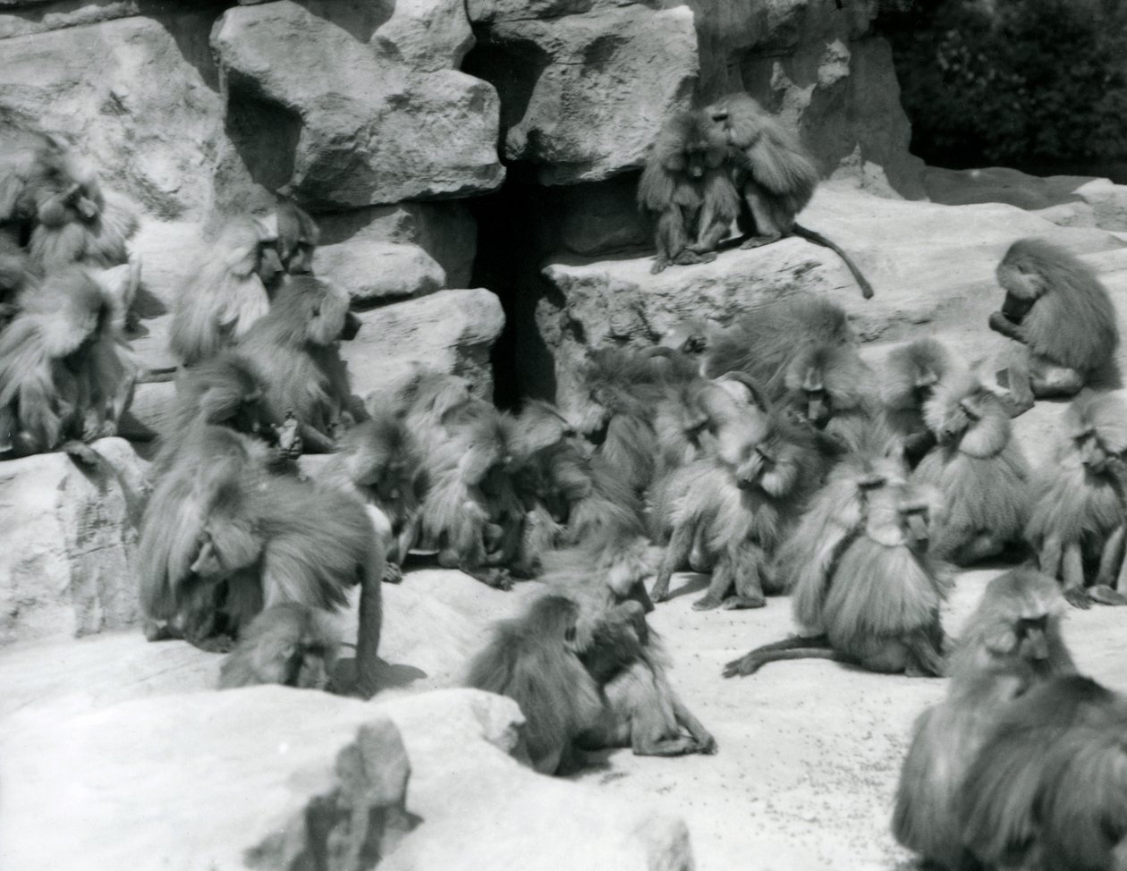 Muhafazalarında kayaların üzerinde oturan bir grup veya Kutsal Babun grubu, Londra Hayvanat Bahçesi, Temmuz 1925 by Frederick William Bond