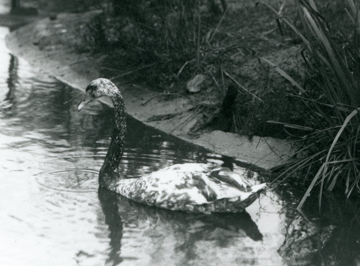 Bir melez kuğu, Mute x Black, 1927