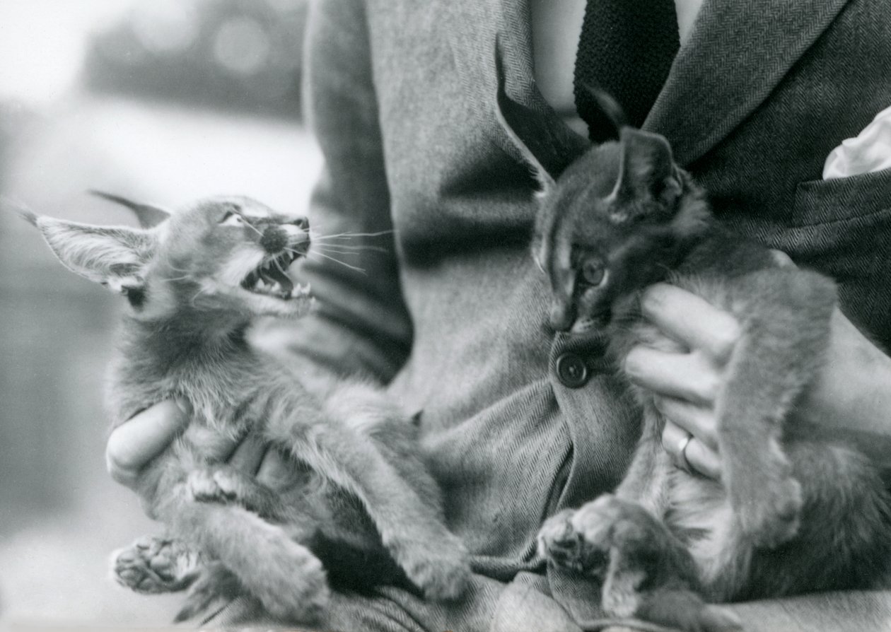 Kucağında bir çift Caracal kedisi tutan bir bekçi, Londra Hayvanat Bahçesi, 1924 by Frederick William Bond