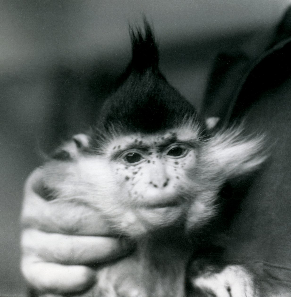 Bir kaleci elinde Çiller, bir Kara Tepeli veya Kongo Mangabey, Londra Hayvanat Bahçesi, 1924 by Frederick William Bond