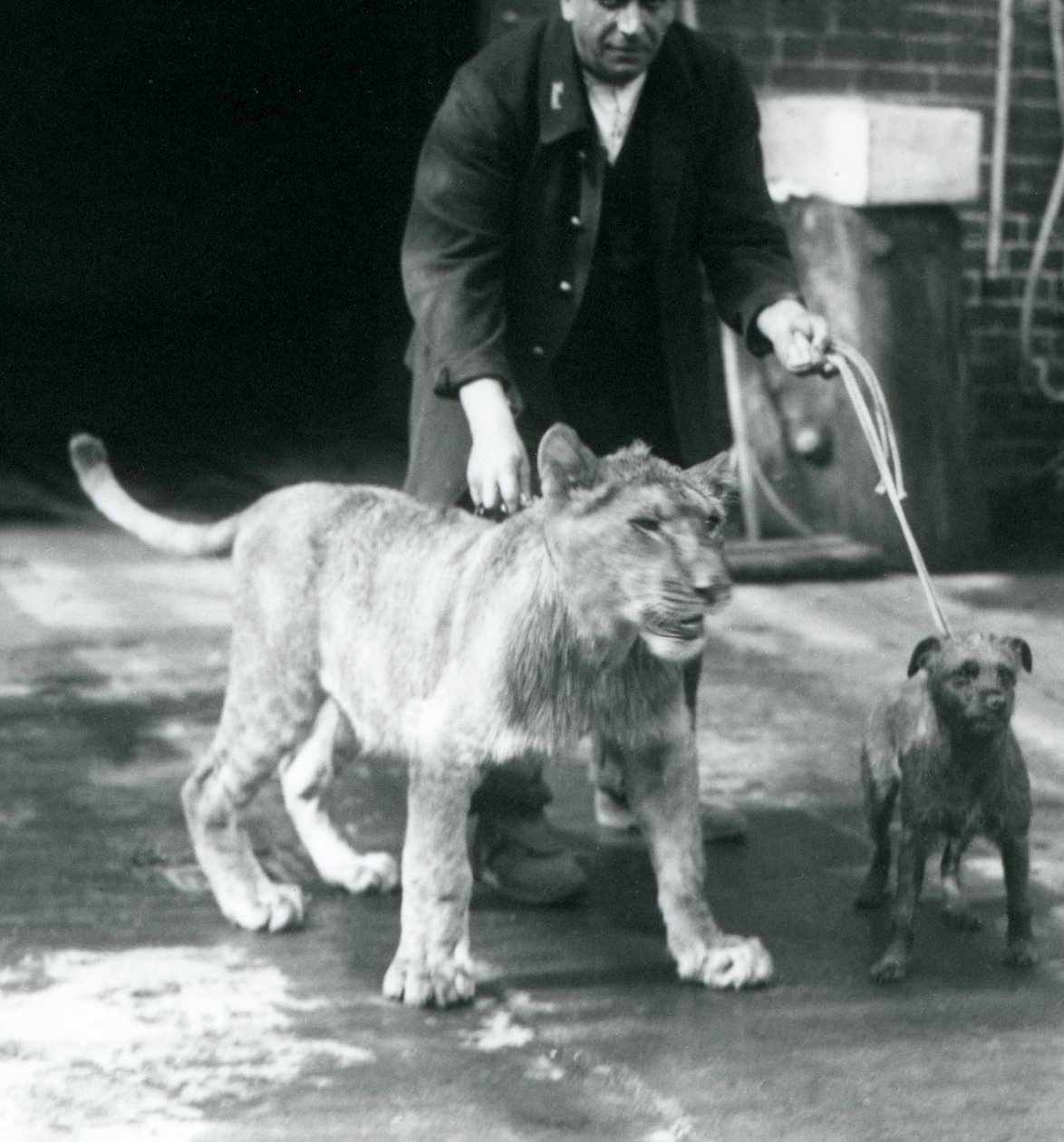 Bir köpek ve genç aslanı yürüyüşe çıkaran bir bekçi, Londra Hayvanat Bahçesi, Ağustos 1925 (s/b fotoğraf) by Frederick William Bond