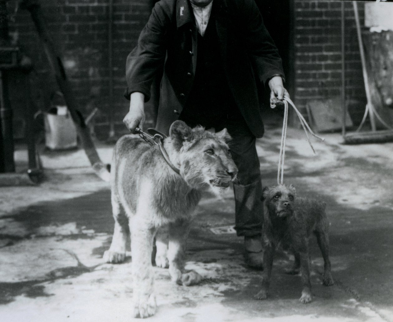 Bir kaleci, İrlandalı bir Terrier ve genç bir Aslanı yürüyüşe çıkarıyor, Londra Hayvanat Bahçesi, Eylül 1925 by Frederick William Bond