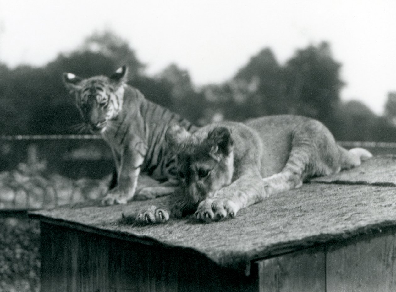 Bir aslan ve kaplan yavrusu, inlerinin çatısında yan yana oturuyorlar, Londra Hayvanat Bahçesi, Eylül 1925 (s/b fotoğraf) by Frederick William Bond