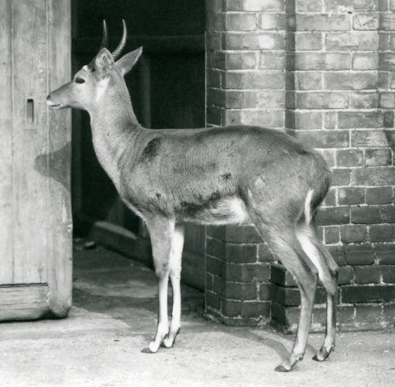 Bir erkek SouthernCommon Reedbuck veya Reitbok antilop evinin kapısında duruyor, Londra Hayvanat Bahçesi, 6 Ekim 1927 by Frederick William Bond