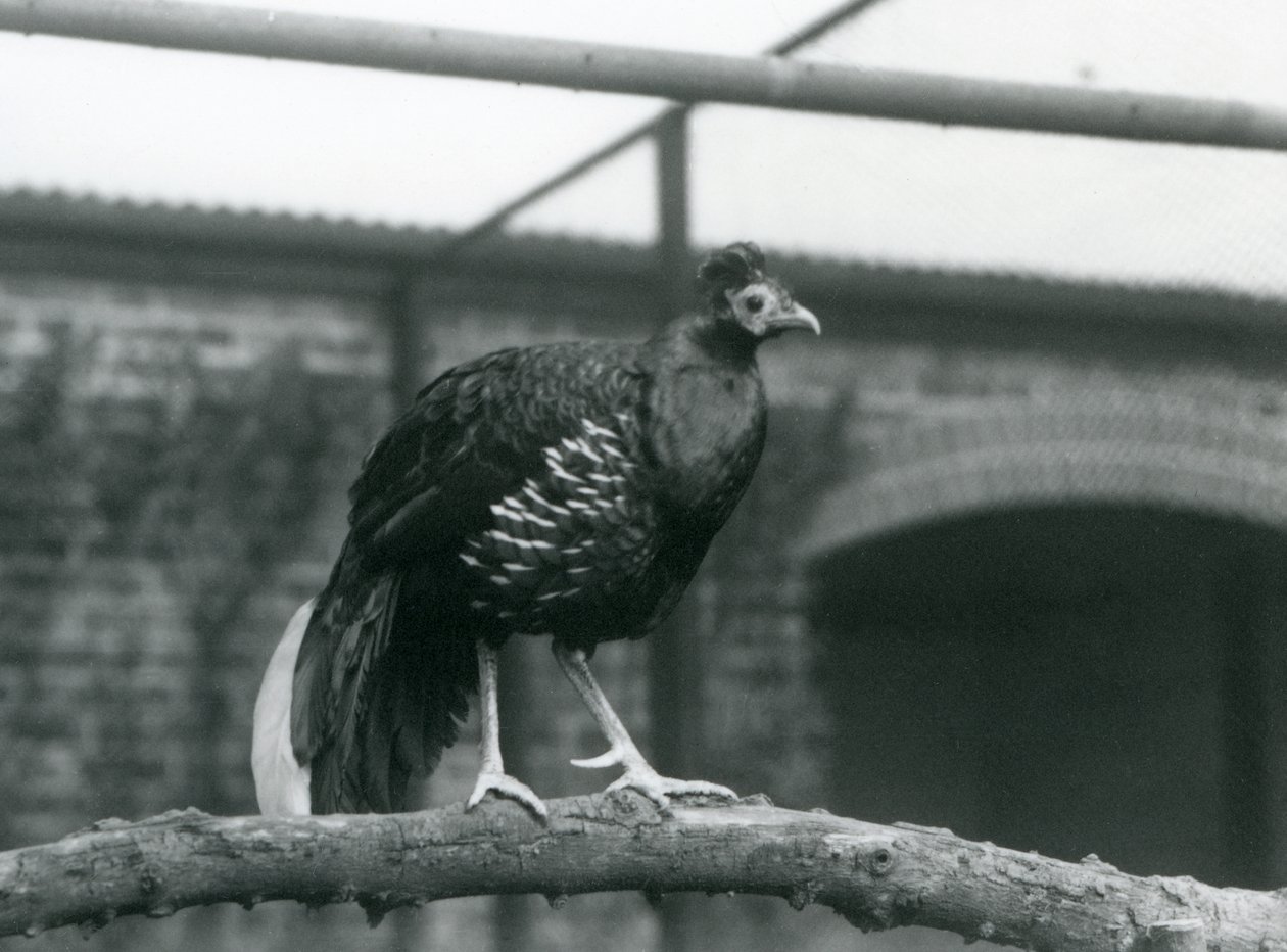 1928