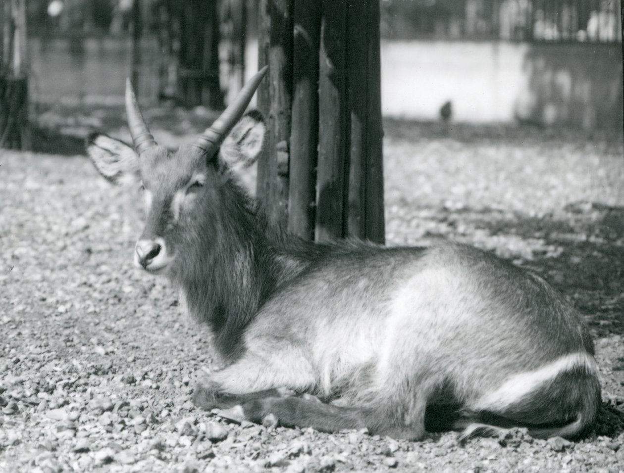 Bir erkek Waterbuck, Kobus ellipsprymnus, Londra Hayvanat Bahçesi