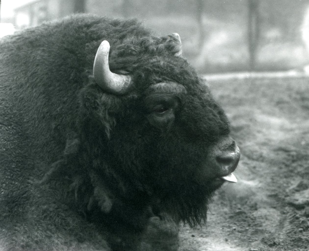 Bir erkek/boğa Avrupa Bizonu, Londra Hayvanat Bahçesi, Şubat 1928 (s/b fotoğraf) by Frederick William Bond