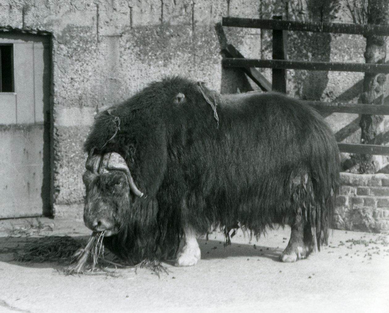 Olgun bir boğa Muskox, aynı zamanda Misk öküzü ve Misk-öküzünün ayakta durduğunu, 1931