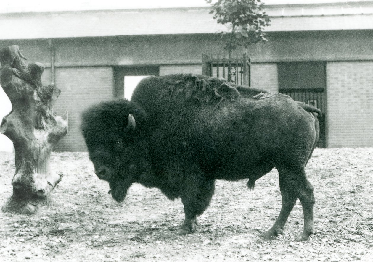 Neredeyse tehdit altında olan bir Amerikan Bizon Buffalo boğası, padokunda duruyor, Londra Hayvanat Bahçesi, 1927 by Frederick William Bond