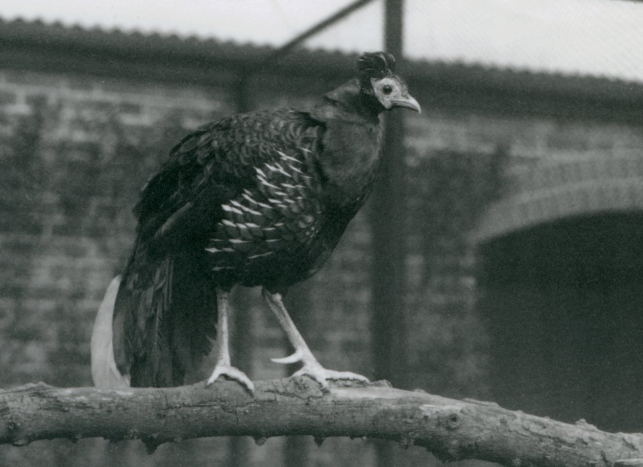 Bir dalda duran neredeyse tehdit altındaki Viellots fireback veya Crested fireback, Londra Hayvanat Bahçesi, 1927 by Frederick William Bond