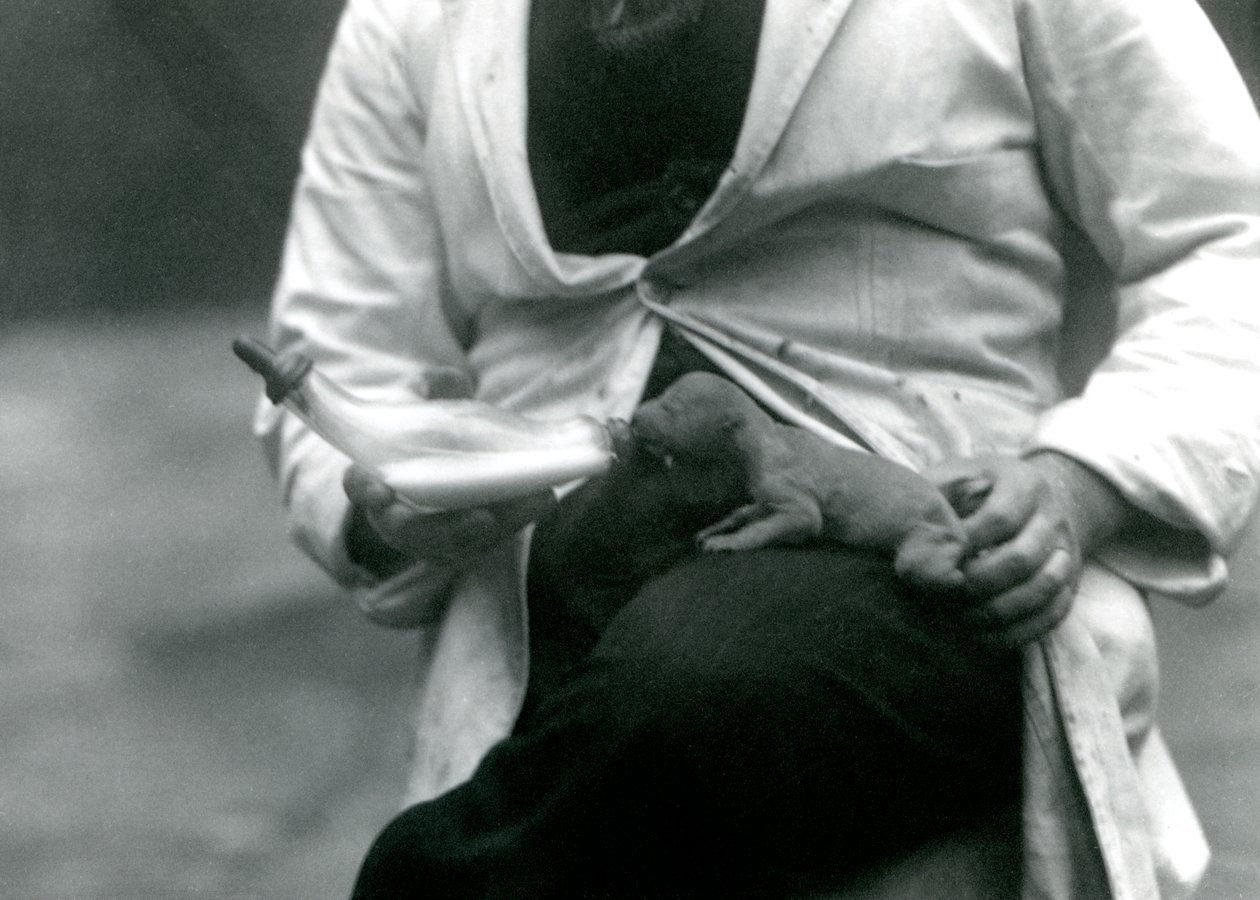 Yeni doğmuş bir Aslan yavrusu, bakıcısı tarafından biberonla besleniyor, Londra Hayvanat Bahçesi, 1923 by Frederick William Bond