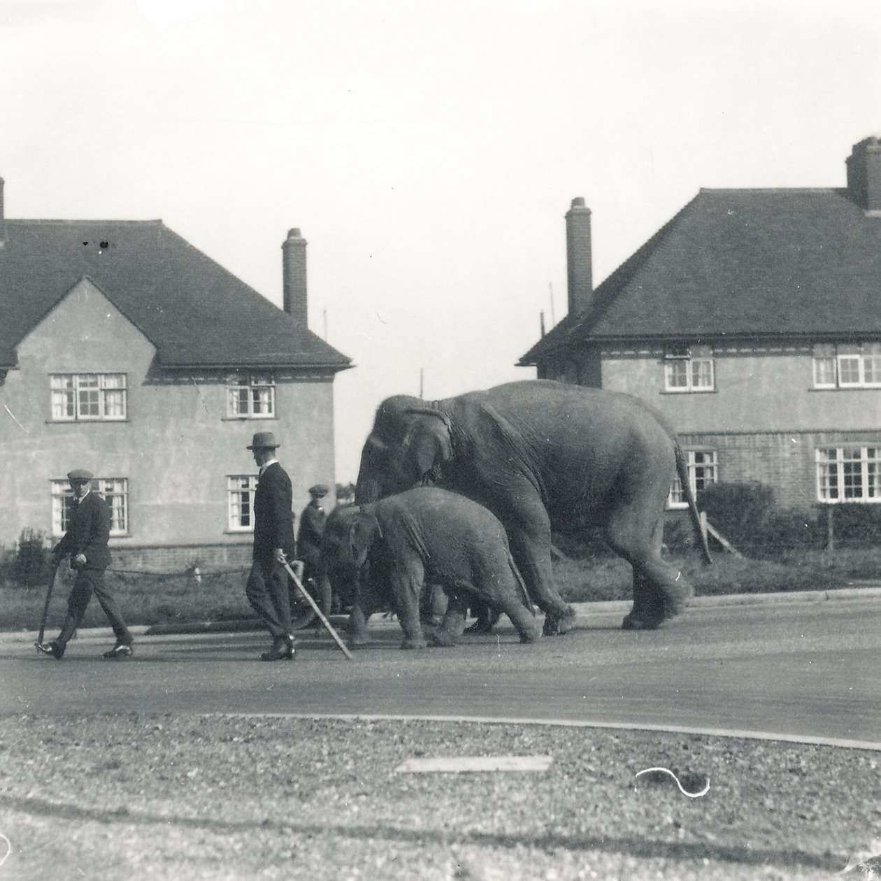Tilbury'den ZSL Whipsnade'e yürüyen bir çift Hint fili by Frederick William Bond