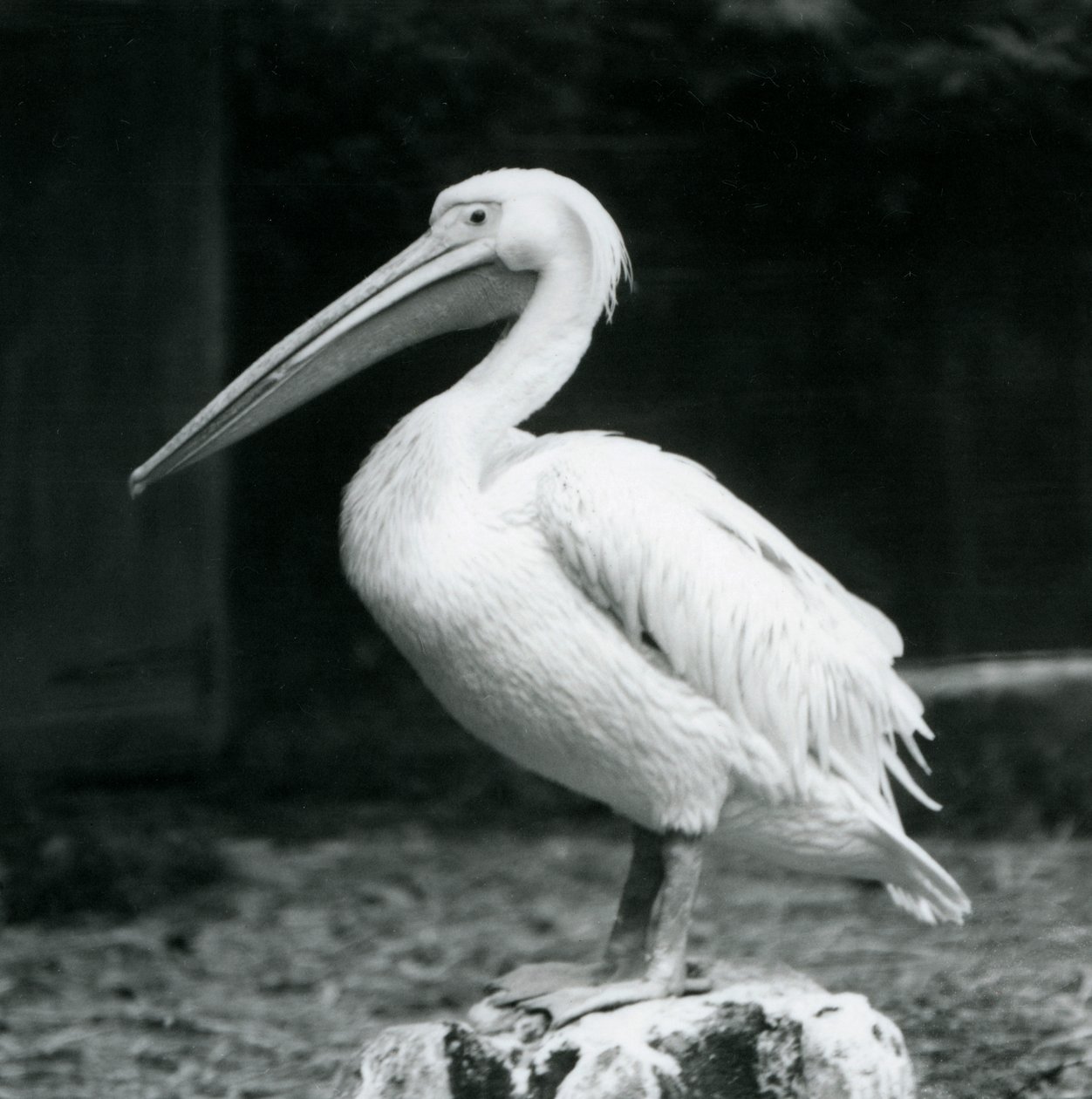 Eylül 1925