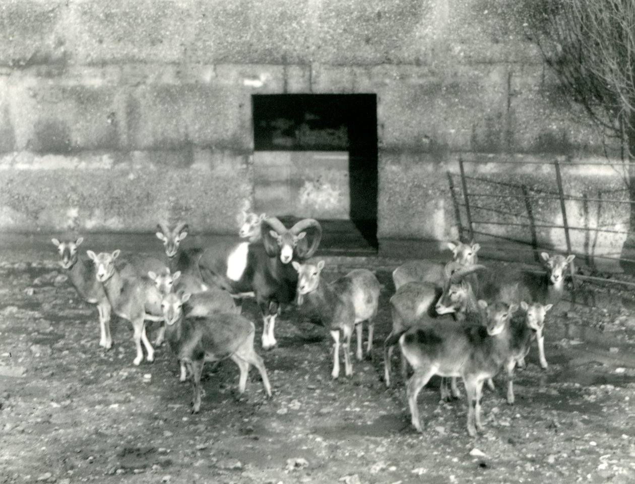 Kasım 1926