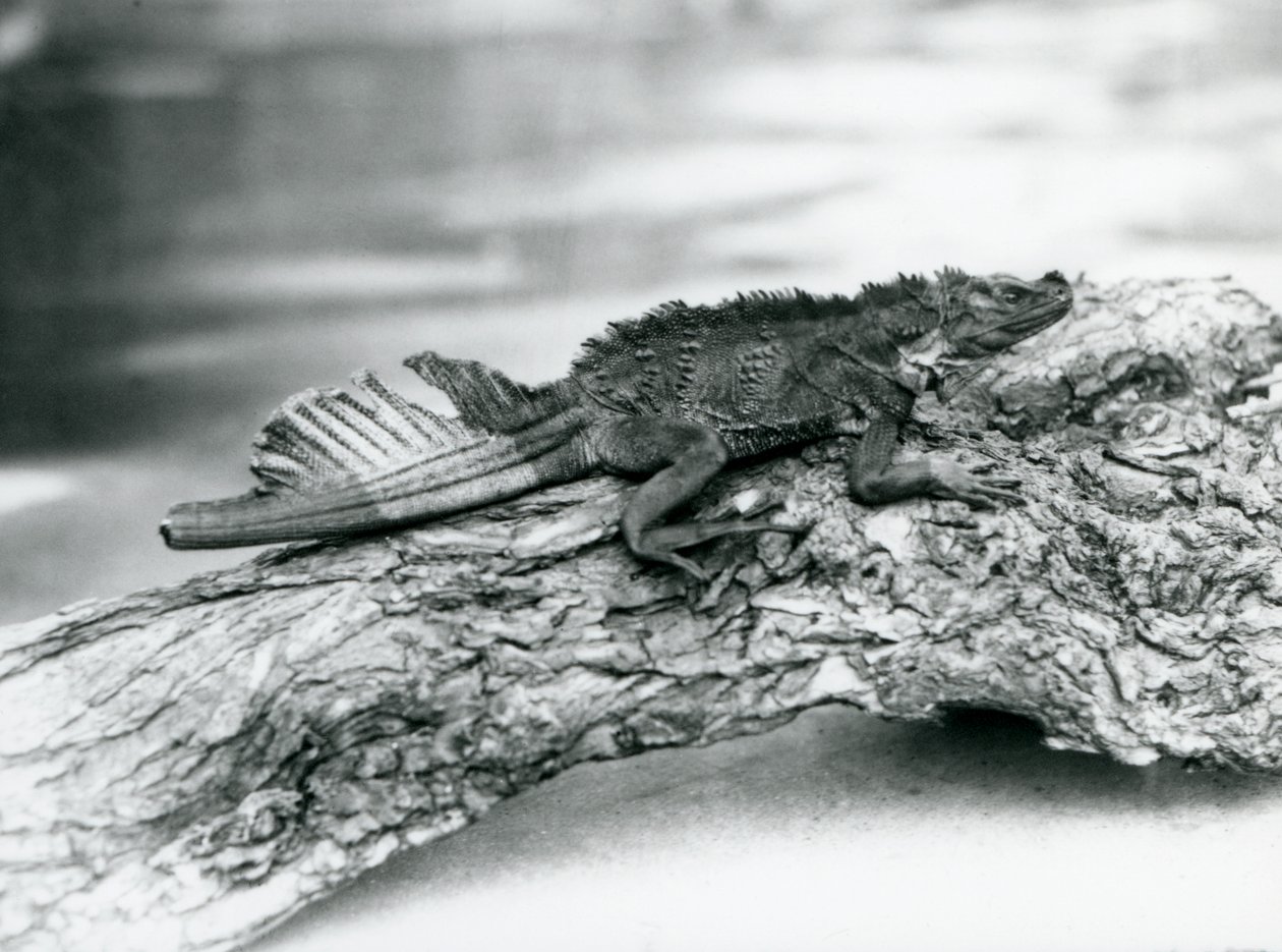 Kuyruğu hasarlı, savunmasız bir Sailfin Kertenkelesi, 1929