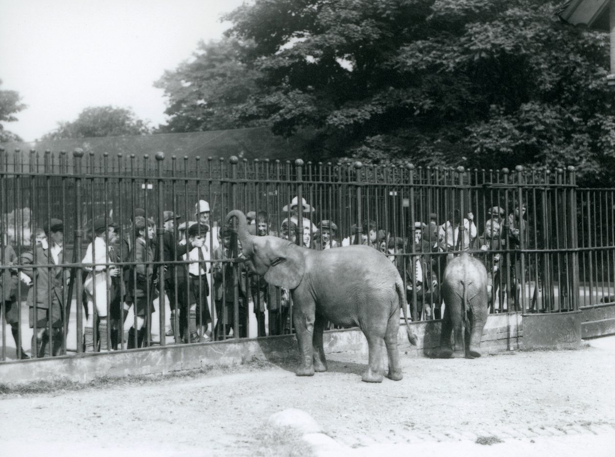Genç bir Afrika Fili ve Pigme Afrika Fili, padoklarının parmaklıkları aracılığıyla büyük bir çocuk grubuyla etkileşime giriyor, Londra Hayvanat Bahçesi, 1926 by Frederick William Bond