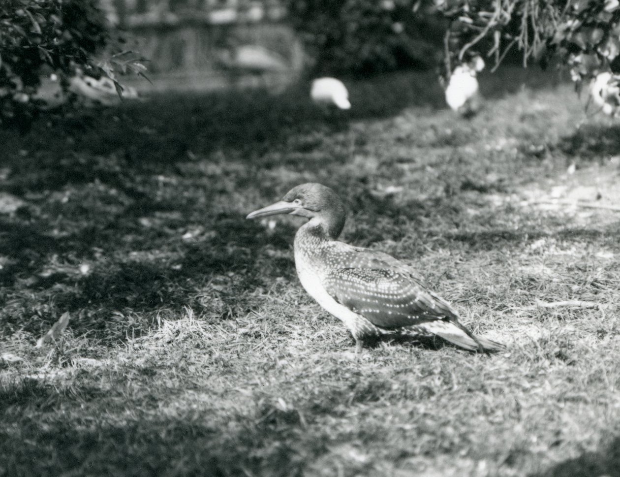 Eylül 1927