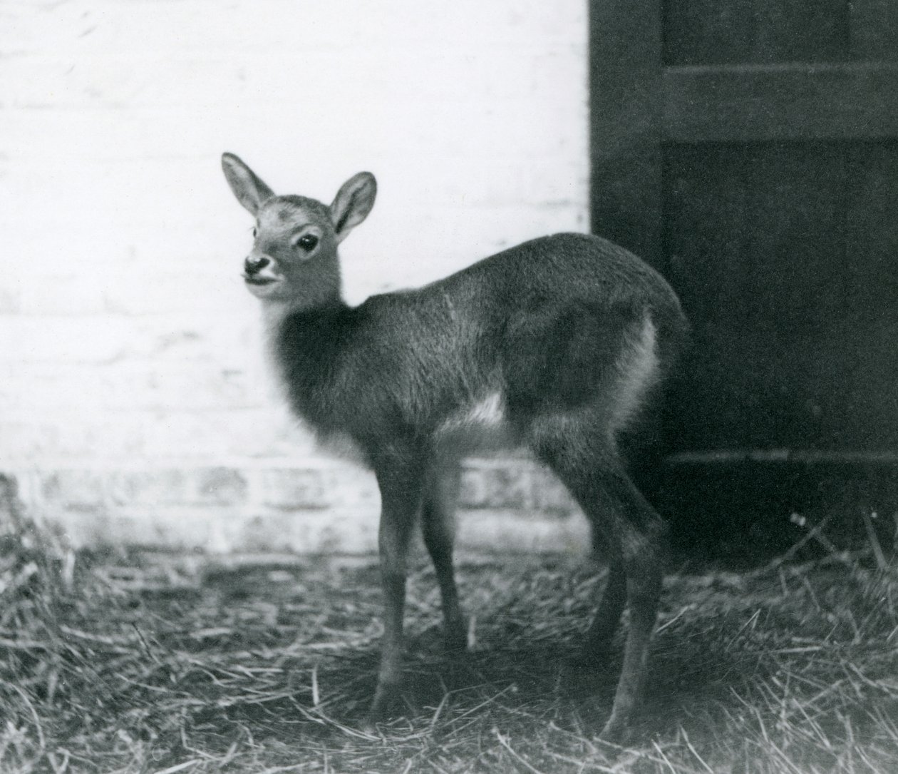 Saman üzerinde duran genç bir Lechwe, Londra Hayvanat Bahçesi, Ocak 1926 by Frederick William Bond