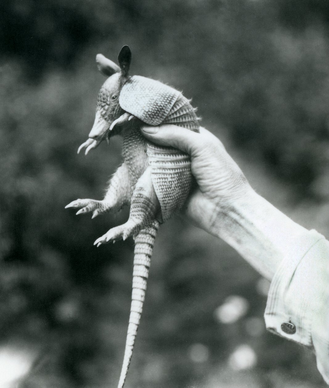Genç bir Dokuz bantlı ArmadilloDokuz bantlı Uzun burunlu Armadillo, bir bakıcının elinde, Londra Hayvanat Bahçesi, Ağustos 1926 by Frederick William Bond