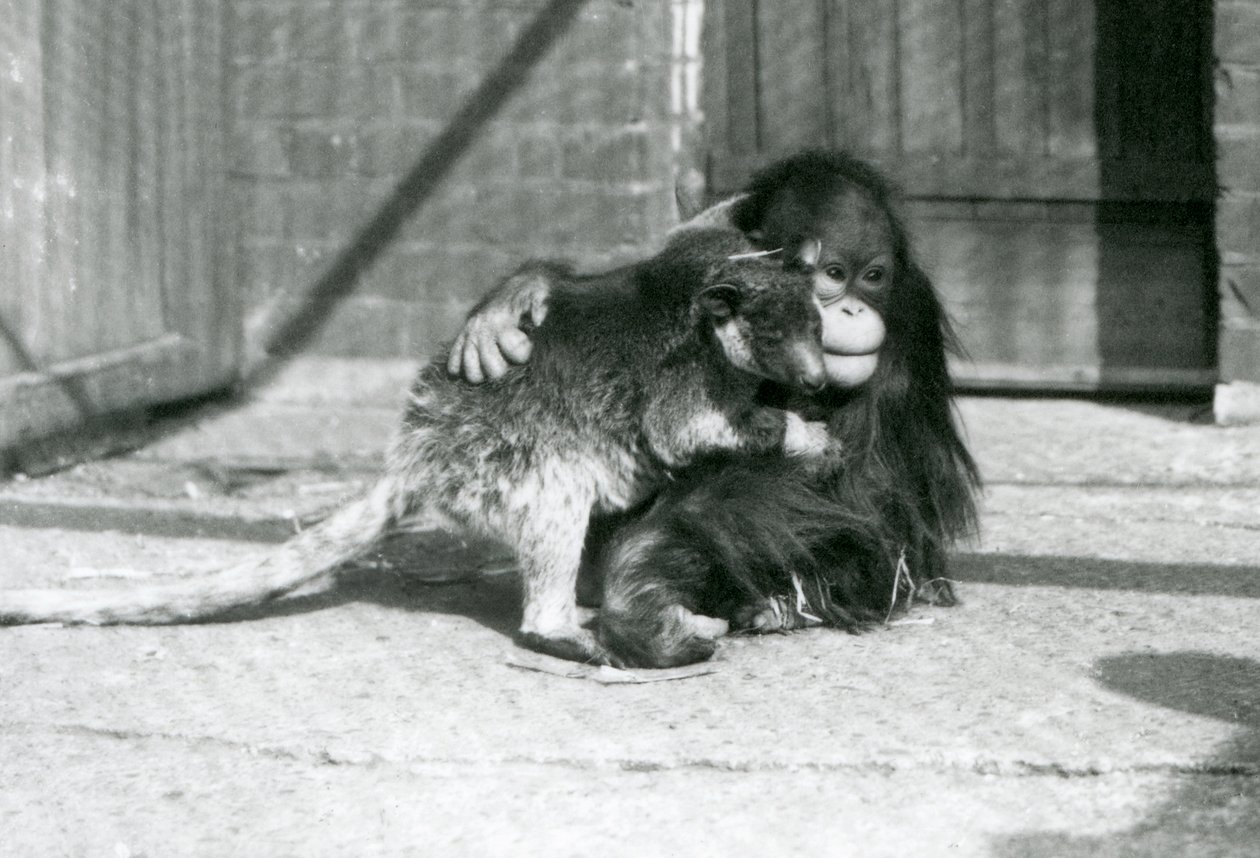 Genç bir Orangutan, 1927