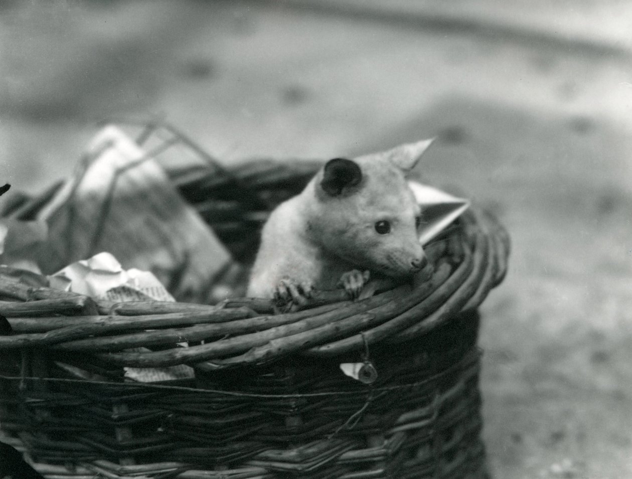Londra Hayvanat Bahçesi'nde bir sepetten dışarı bakan genç bir albino Opossum, Ekim 1920 by Frederick William Bond