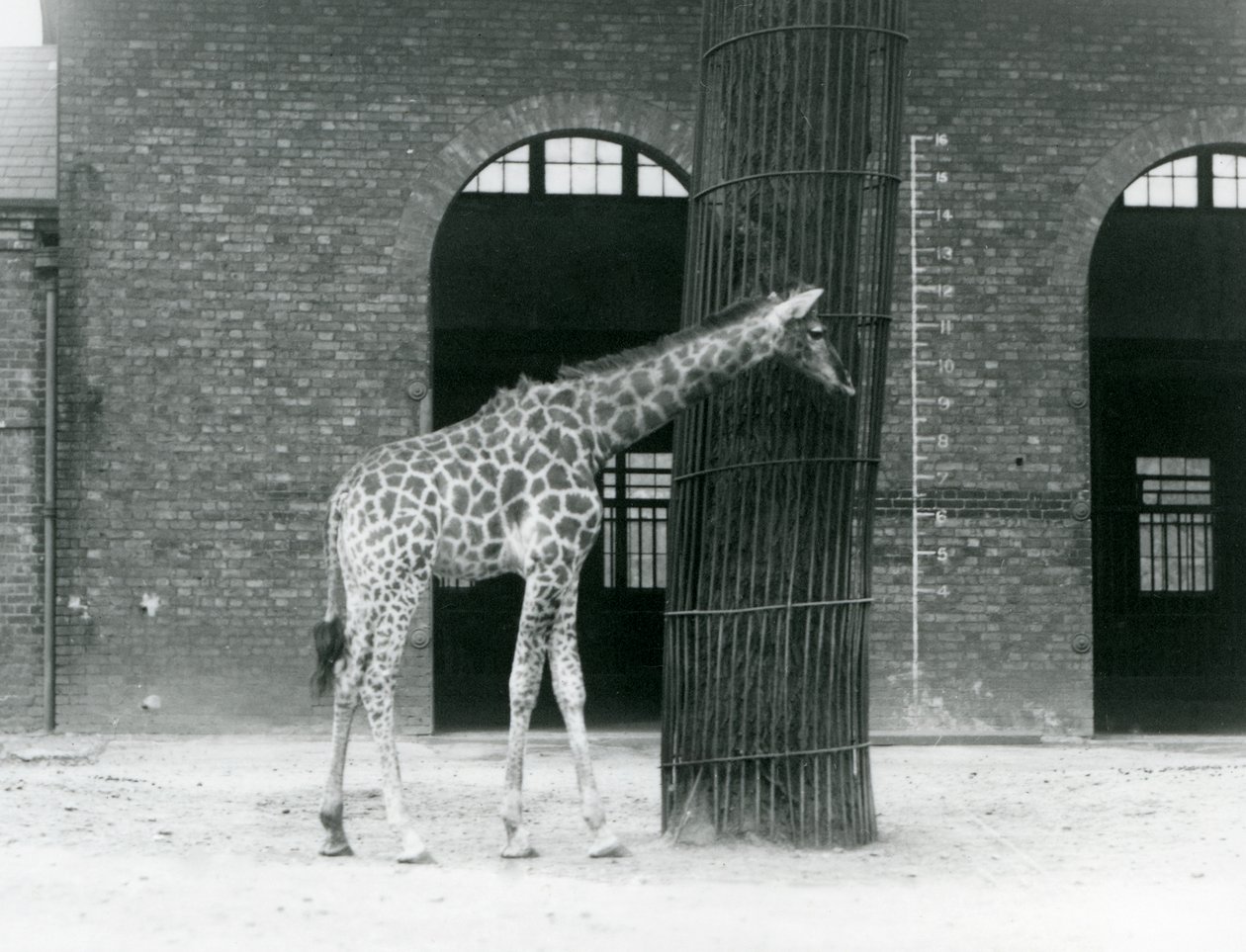 A young female Giraffe standing in front of a tree, in the paddock ouside the Giraffe House, London Zoo by Frederick William Bond