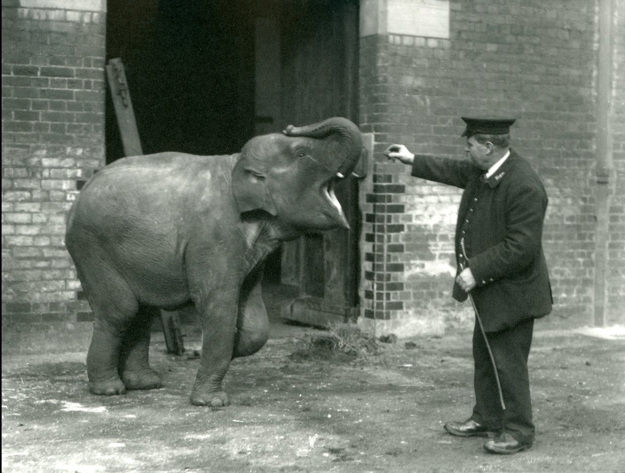 Genç bir dişi Hint Fili, Bekçi H. Robertson ile birlikte, Londra Hayvanat Bahçesi, 22 Şubat 1922 by Frederick William Bond