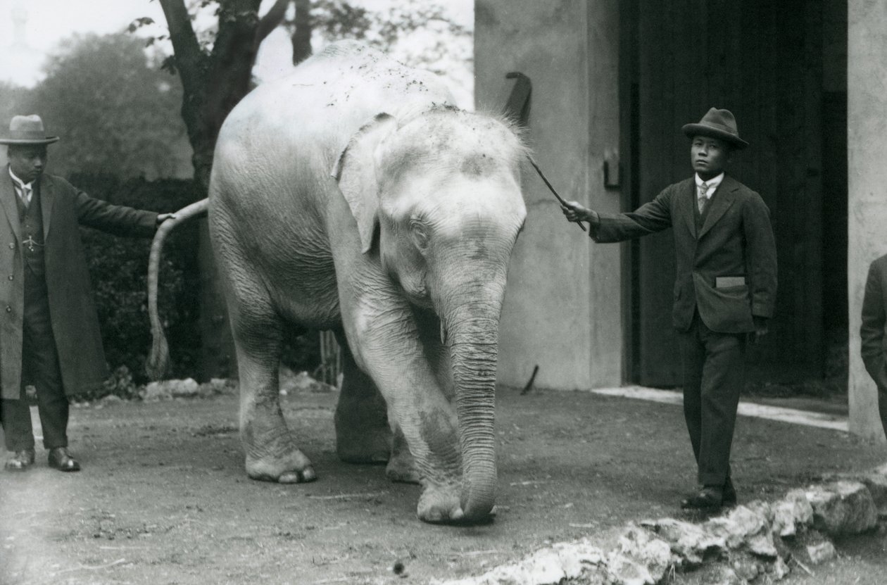 AlbinoBeyaz Birmanya Fili Pawah, Dr. Saw Po Min, Londra Hayvanat Bahçesi, Mayıs 1926 da dahil olmak üzere görevlilerle by Frederick William Bond