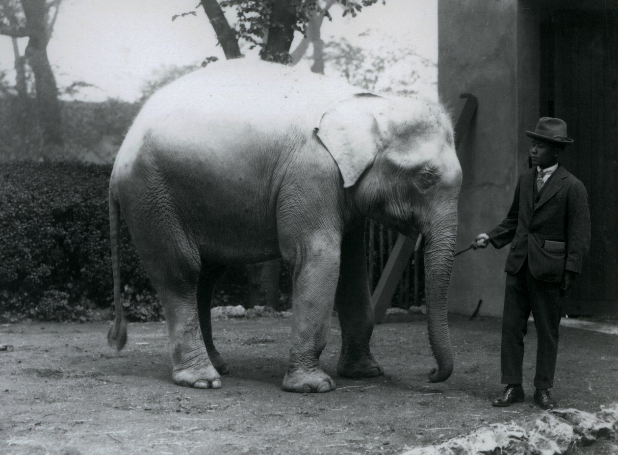 AlbinoWhite Elephant Pawah ve Dr. Saw Po Min, Londra Hayvanat Bahçesi, Mayıs 1926 by Frederick William Bond
