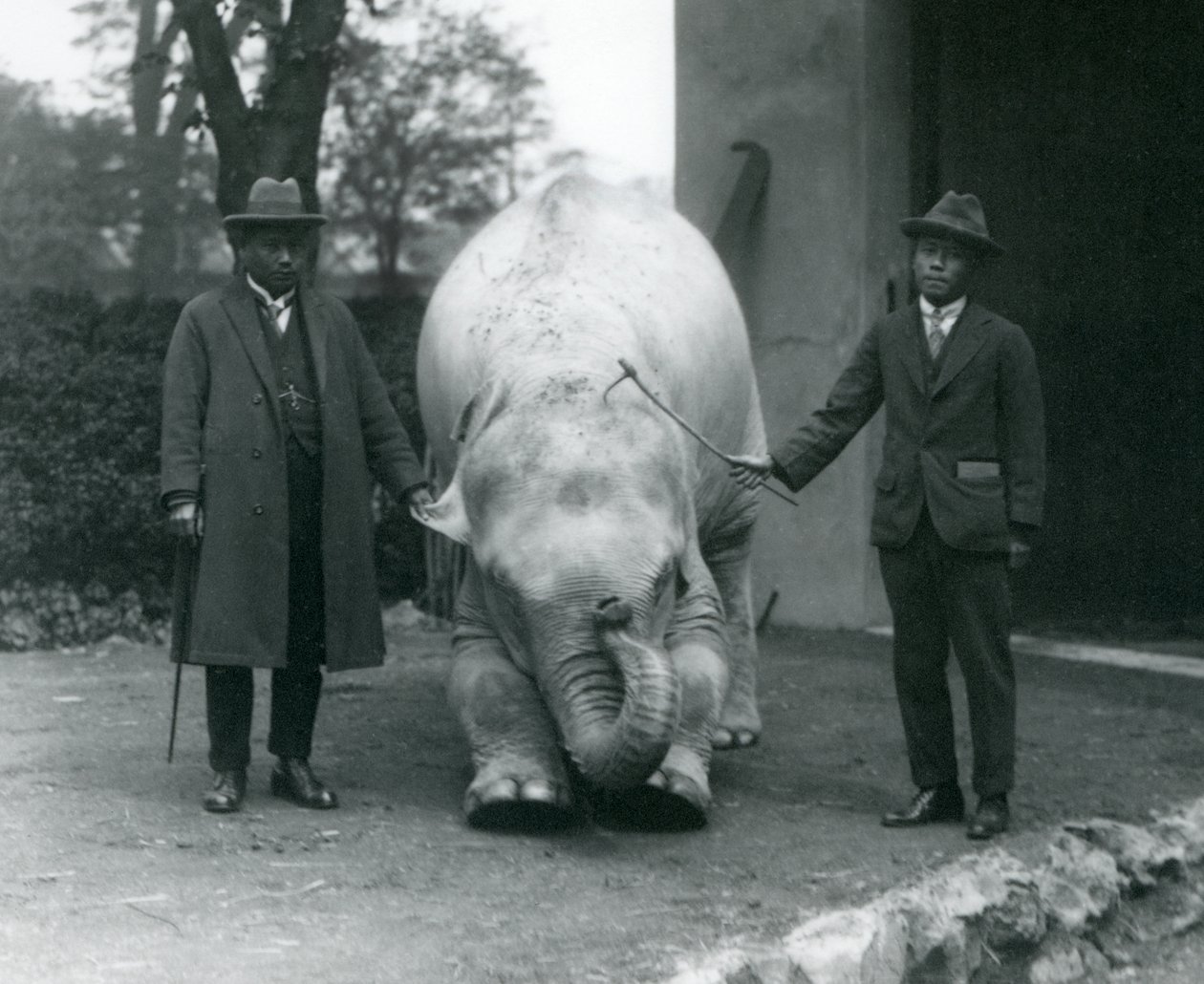 Dr. Saw Po Min ve Oğlu ile AlbinoBeyaz Fil Pawah, Londra Hayvanat Bahçesi, Mayıs 1926 by Frederick William Bond