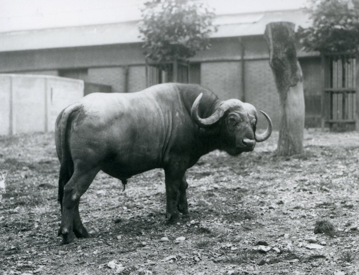 Bir Afrika Mandası veya Cape Buffalo, Londra Hayvanat Bahçesi