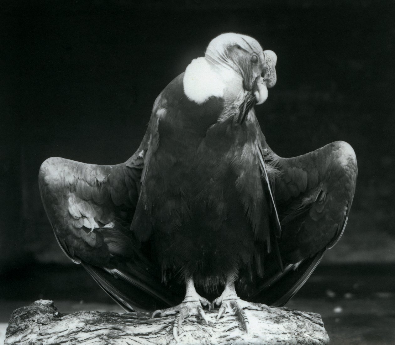 Bir kütüğün üzerinde dinlenen bir And Condor, Londra Hayvanat Bahçesi, 1925 by Frederick William Bond