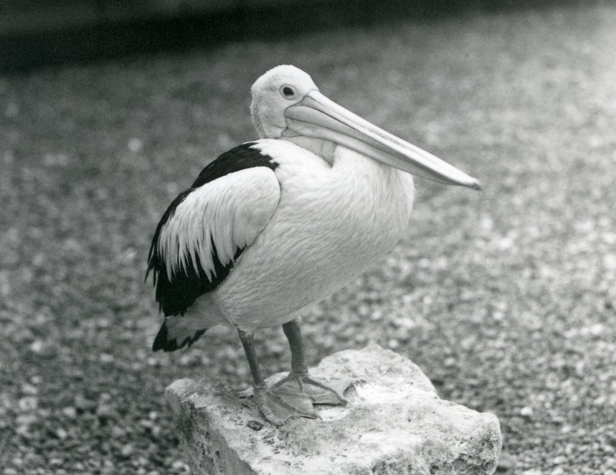 1929