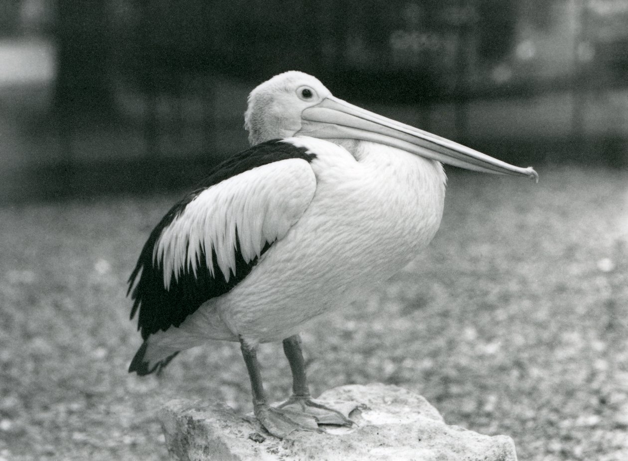 1929