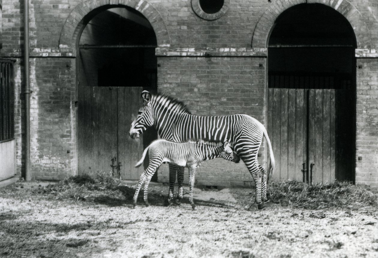 Tehlike Altındaki Grevy