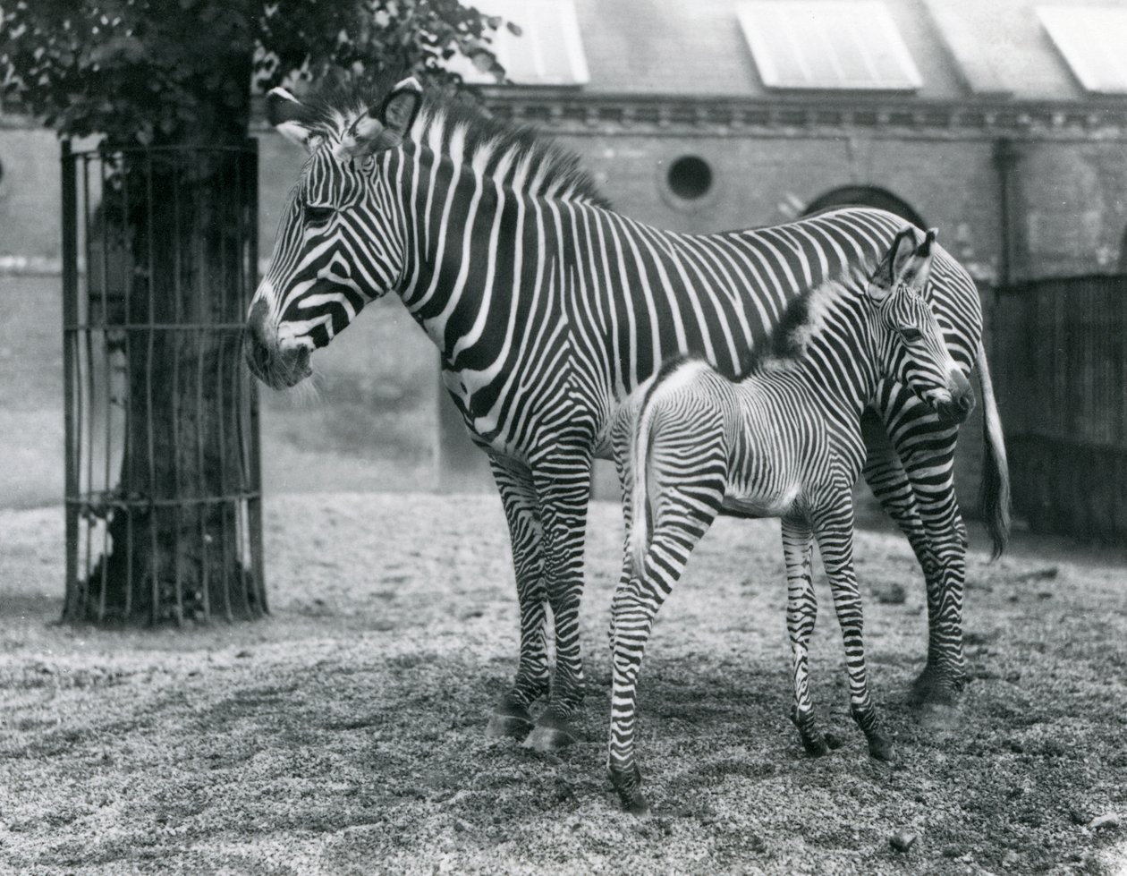 Tehlikedeki Grevy