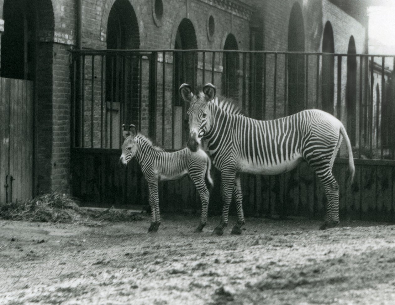 Tehlikedeki Grevy