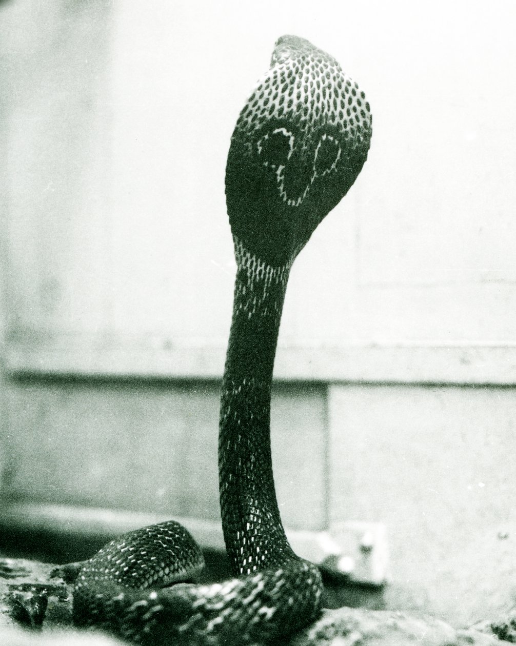 Yükseltilmiş başlı ve alevlenmiş başlıklı bir KızılderiliGözlüklüAsyalıBinocellate Kobra, Londra Hayvanat Bahçesi, Ekim 1925 by Frederick William Bond