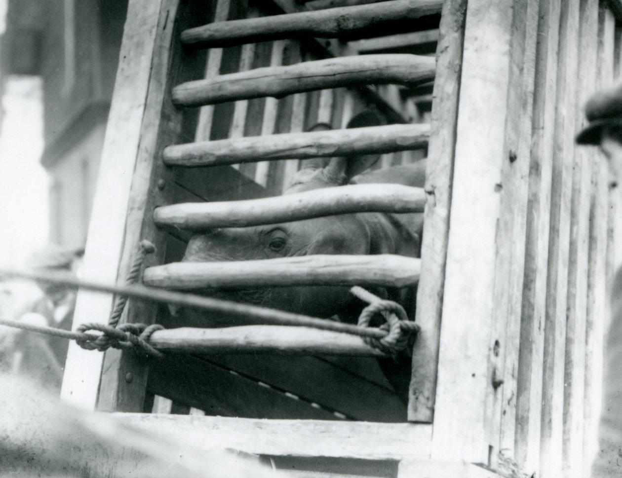 Hintli bir Gergedan, 1924