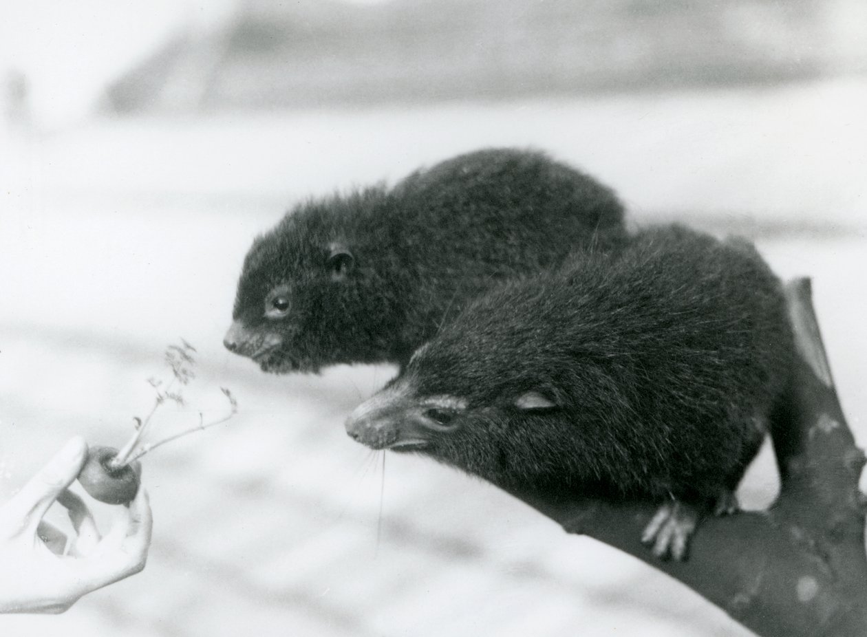 Yetişkin ve genç bir Western Tree Hyrax bir dalda oturuyor ve yemeleri için tutulan bir havuç tepesine eğiliyor, London Zoo by Frederick William Bond