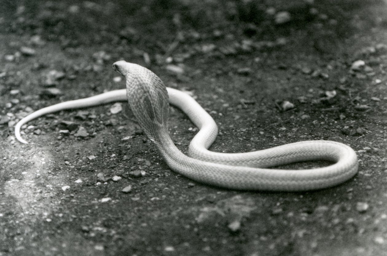 Başını kaldırmış ve kukuletasını açmış bir albino KızılderiliGözlüklüAsyalıBinocellate Kobra, Londra Hayvanat Bahçesi, Eylül 1924 by Frederick William Bond