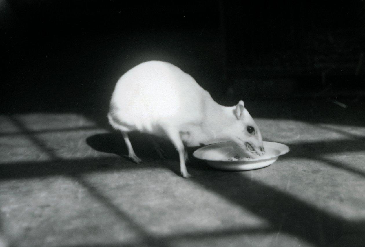 Bir tabaktan yemek yiyen bir albino chevrotain, Londra Hayvanat Bahçesi, Aralık 1926 by Frederick William Bond