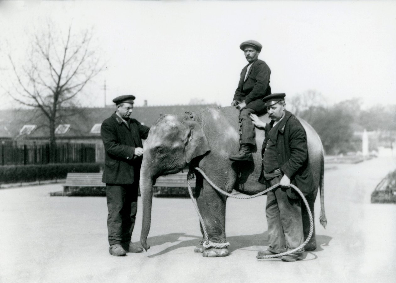 Londra Hayvanat Bahçesi'nde Keepers A. Church ve H. Robertson ile birlikte bir bebek Hint Fili, Haziran 1922 by Frederick William Bond