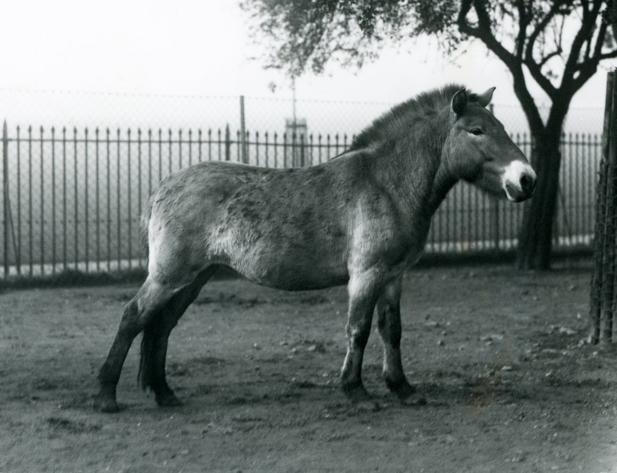 Nesli tükenmekte olan bir Przewalskis Wild Horse Londra Hayvanat Bahçesi